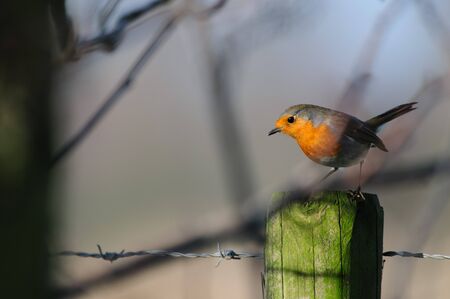 A European Robin, Erithacus rubecula, sitting on a fence in the Flemish Nature Reseve Bourgoyen Ossemeersen, near the city of Ghent, Belgium.の写真素材