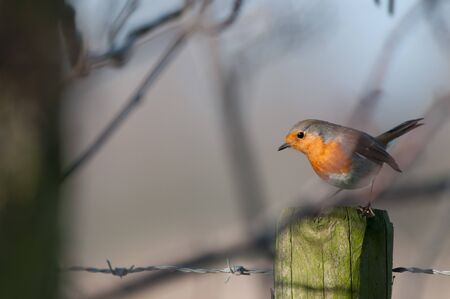 A European Robin, Erithacus rubecula, sitting on a fence in the Flemish Nature Reseve Bourgoyen Ossemeersen, near the city of Ghent, Belgium.の写真素材