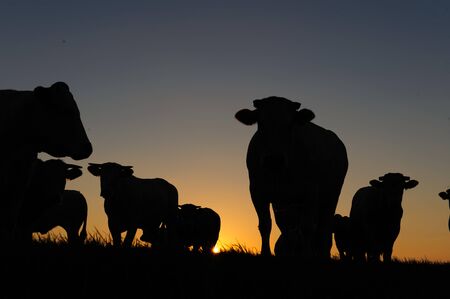Cows grazing at the mudflats near the Waddenzee in the north of the Dutch Province of Friesland....