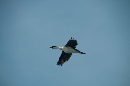 The south Georgian Imperial Shag is a black and white cormorant native to many subantartic islands. The shag rocks are named after this species, and they are located near South Georgia.の写真素材