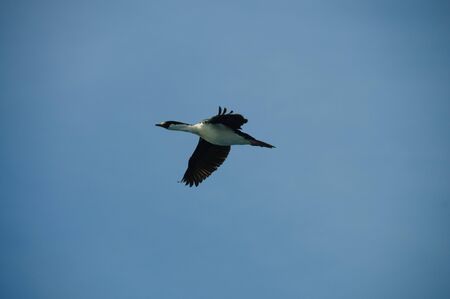 The south Georgian Imperial Shag is a black and white cormorant native to many subantartic islands. The shag rocks are named after this species, and they are located near South Georgia.の写真素材
