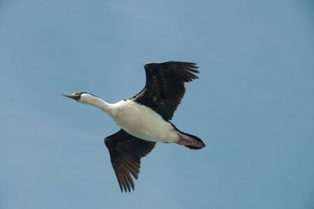 The south Georgian Imperial Shag is a black and white cormorant native to many subantartic islands. The shag rocks are named after this species, and they are located near South Georgia.の写真素材