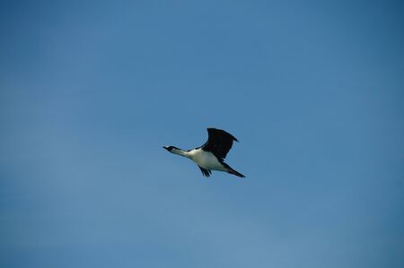The south Georgian Imperial Shag is a black and white cormorant native to many subantartic islands. The shag rocks are named after this species, and they are located near South Georgia.の写真素材