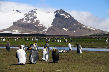 Impression of the wild abundance of King Penguins at Salisbury Plains, South Georgia. Salisbury plains is home to one of the largest King Penguin Rookeries, or Colonies, in the Worldの写真素材