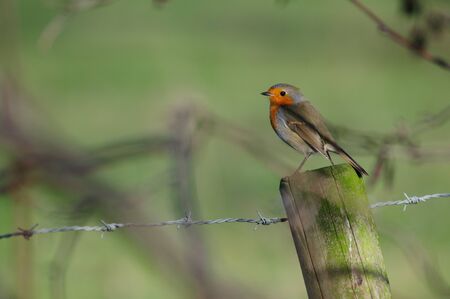 A European Robin, Erithacus rubecula, sitting on a fence in the Flemish Nature Reseve Bourgoyen Ossemeersen, near the city of Ghent, Belgium.の写真素材
