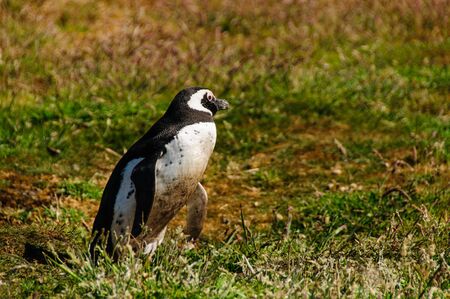 Magellanic Penguin at Carcass Island, The Falkslandsの写真素材