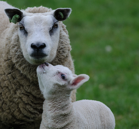 Two young lambs and their mother sheep. Early april in Friesland, the Netherlands.の写真素材
