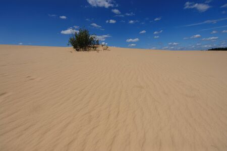 Sand Dunes in National Park De Hoge Veluwe, the Netherlandsの写真素材