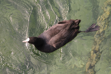 A coot swimming in crystal clear water in Lake Genevaの写真素材
