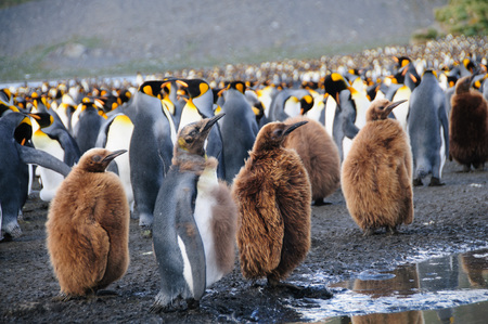 Gold harbour, South Georgia is home to a large population of King Penguins.の写真素材