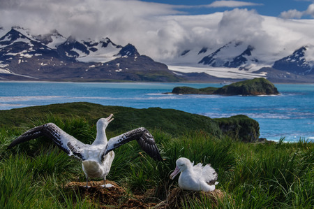 The largest bird of the southern ocean, the magnificent giant wandering albatross nests at south Georgia. The oftentimes form dedicated couples. Here one is raising its wings.の写真素材