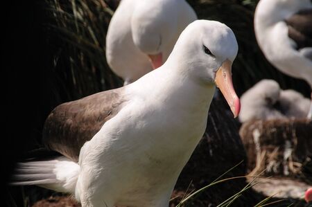 Black-Browed Albatross on their breeding colony on Westpoint Island, the Falklands.の写真素材