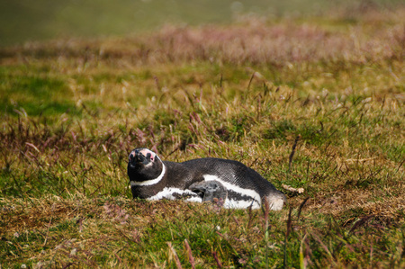 Magellanic Penguin at Carcass Island, The Falkslandsの写真素材
