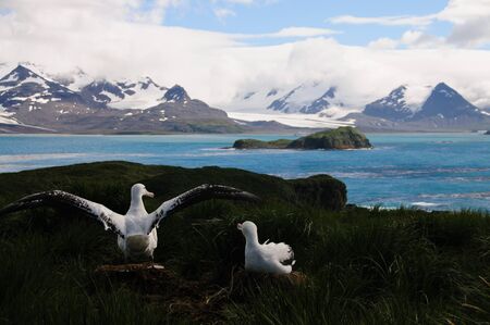The largest bird of the southern ocean, the magnificent giant wandering albatross nests at south Georgia. The oftentimes form dedicated couples. Here one is raising it's wings.の写真素材