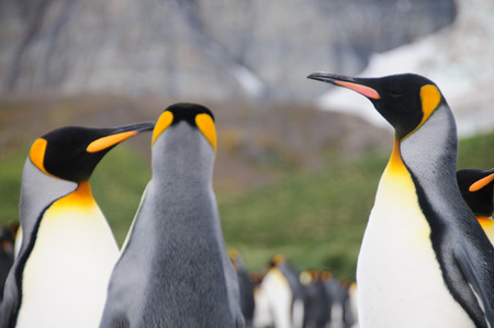 Gold harbour, South Georgia is home to a large population of King Penguins.の写真素材