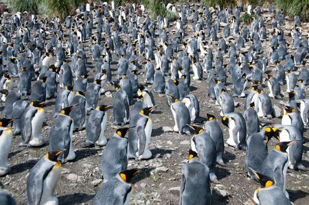 Impression of the wild abundance of King Penguins at Salisbury Plains, South Georgia. Salisbury plains is home to one of the largest King Penguin Rookeries, or Colonies, in the Worldの写真素材