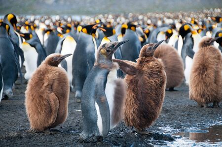 Gold harbour, South Georgia is home to a large population of King Penguins.の写真素材