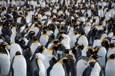 Gold harbour, South Georgia is home to a large population of King Penguins.の写真素材