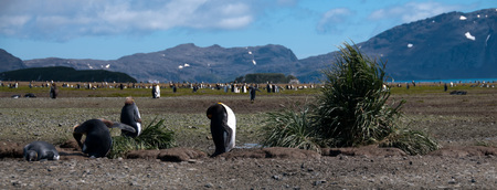 Impression of the wild abundance of King Penguins at Salisbury Plains, South Georgia. Salisbury plains is home to one of the largest King Penguin Rookeries, or Colonies, in the Worldの写真素材