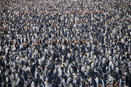 Impression of the wild abundance of King Penguins at Salisbury Plains, South Georgia. Salisbury plains is home to one of the largest King Penguin Rookeries, or Colonies, in the Worldの写真素材