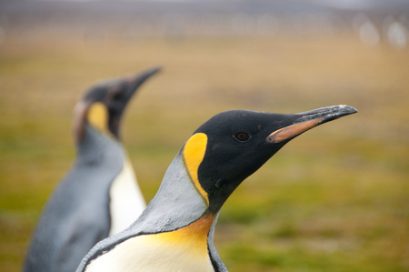 Impression of the wild abundance of King Penguins at Salisbury Plains, South Georgia. Salisbury plains is home to one of the largest King Penguin Rookeries, or Colonies, in the Worldの写真素材