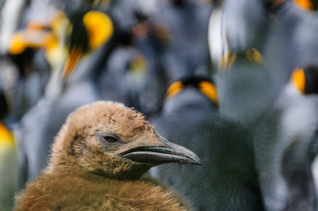 Impression of the wild abundance of King Penguins at Salisbury Plains, South Georgia. Salisbury plains is home to one of the largest King Penguin Rookeries, or Colonies, in the Worldの写真素材