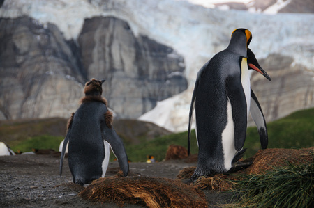 Gold harbour, South Georgia is home to a large population of King Penguins, seen here against the backdrop of a giant glacier.の写真素材