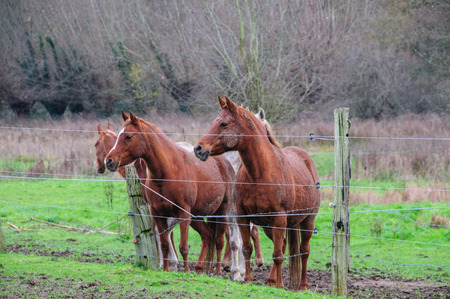 A group of Horses in East-Flanders, Belgium, behind a barbed wire fence.の写真素材
