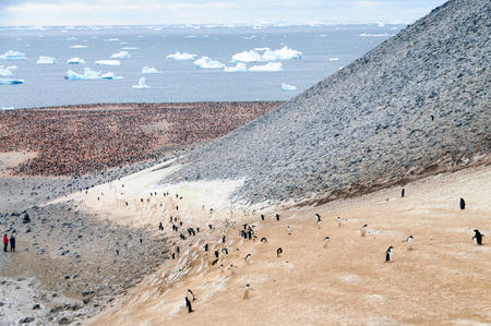 The structure shown here is known as a penguin highway on Paulet Island. Adelie Penguins use a highly structured way of moving from one location to another, which resembles a modern multilane highway.の写真素材