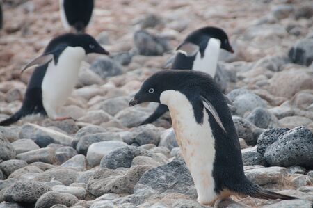 Penguins at the Paulet Island Rookerie, off the coast of the Antarctic Peninsula.の写真素材