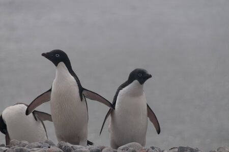 Penguins at the Paulet Island Rookerie, off the coast of the Antarctic Peninsula.の写真素材