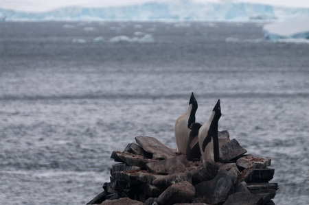 Penguins at the Paulet Island Rookerie, off the coast of the Antarctic Peninsula.の写真素材