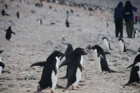 Penguins at the Paulet Island Rookerie, off the coast of the Antarctic Peninsula.の写真素材