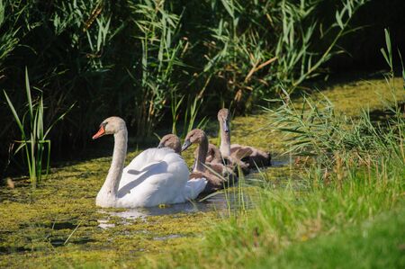 Impression of a Swan with a large number of Chicks Swimming in Friesland, the Netherlandsの写真素材