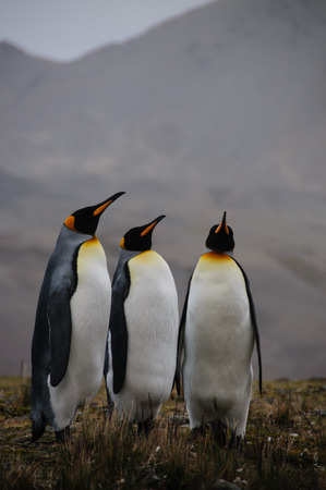 Fortuna Bay, South Georgia, is home to one of the largest King Penguin Rookeries on the Island. Here, three King Penguins are engaged in a courtship ritual.の写真素材