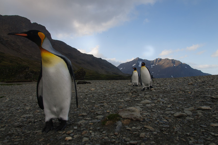 Fortuna Bay, South Georgia, is home to one of the largest King Penguin Rookeries on the Island.の写真素材
