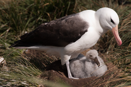 Black-Browed Albatross on their breeding colony on Westpoint Island, the Falklands.の写真素材