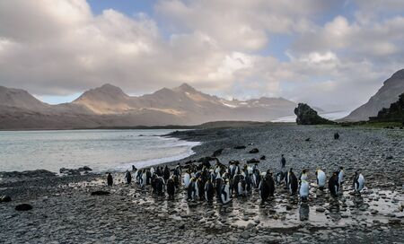Fortuna Bay, South Georgia, is home to one of the largest King Penguin Rookeries on the Island.の写真素材