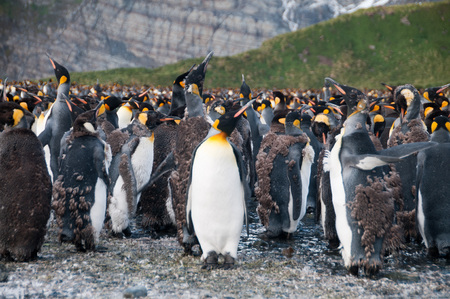 Large population of King Penguins.の写真素材