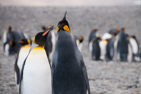 Fortuna Bay, South Georgia, is home to one of the largest King Penguin Rookeries on the Island.の写真素材