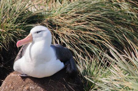 Black-Browed Albatross on their breeding colony on Westpoint Island, the Falklands.の写真素材