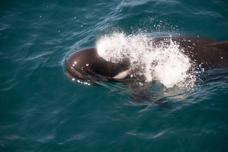 Encounter with long-finned pilot whales, enroute between the Ushuaia and the Falkland Islands.