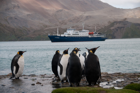 King Penguin Rookeries on an Island.の写真素材
