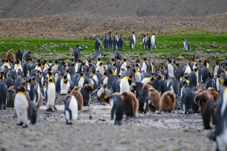 Fortuna Bay, South Georgia, is home to one of the largest King Penguin Rookeries on the Island.の写真素材