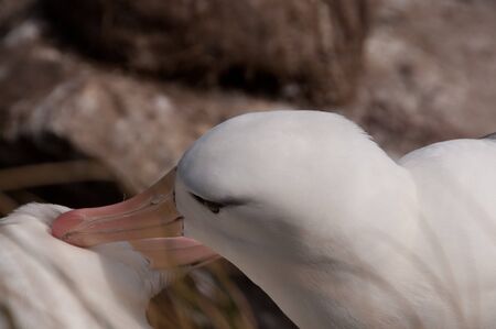 Black-Browed Albatross on their breeding colony on Westpoint Island, the Falklands.の写真素材