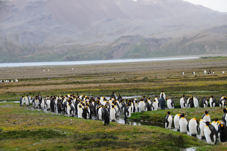 Large King Penguin on an Island.の写真素材