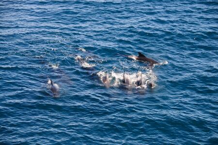 Encounter with long-finned pilot whales, enroute between the Ushuaia and the Falkland Islands.の写真素材