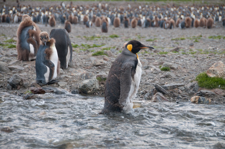 Fortuna Bay, South Georgia, is home to one of the largest King Penguin Rookeries on the Island.の写真素材