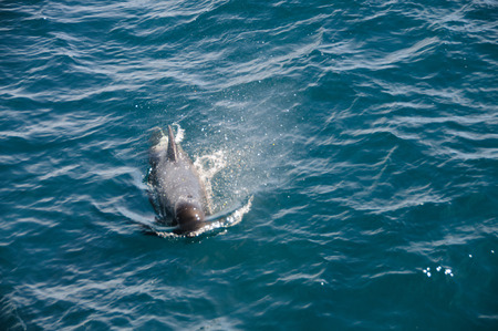 Encounter with long-finned pilot whales, enroute between the Ushuaia and the Falkland Islands.の写真素材