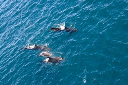 Encounter with long-finned pilot whales, enroute between the Ushuaia and the Falkland Islands.の写真素材